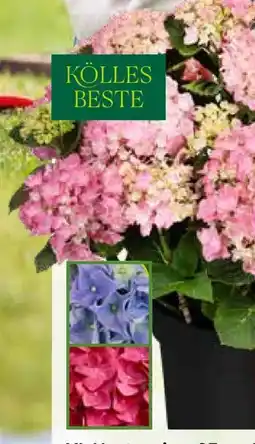 Pflanzen Kölle Hortensien XL Angebot