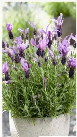 Pflanzen Kölle Schopflavendel-Busch Angebot