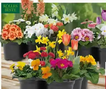 Pflanzen Kölle Kölle's Beste Beetpflanzen Angebot