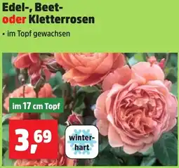 Thomas Philipps Edel, Beet oder Kletterrosen Angebot