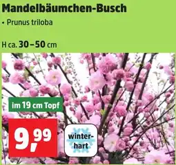 Thomas Philipps Mandelbäumchen-Busch Angebot