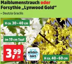 Thomas Philipps Maiblumenstrauch oder Forsythie ,,Lynwood Gold" Angebot