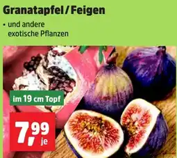 Thomas Philipps Granatapfel/Feigen Angebot