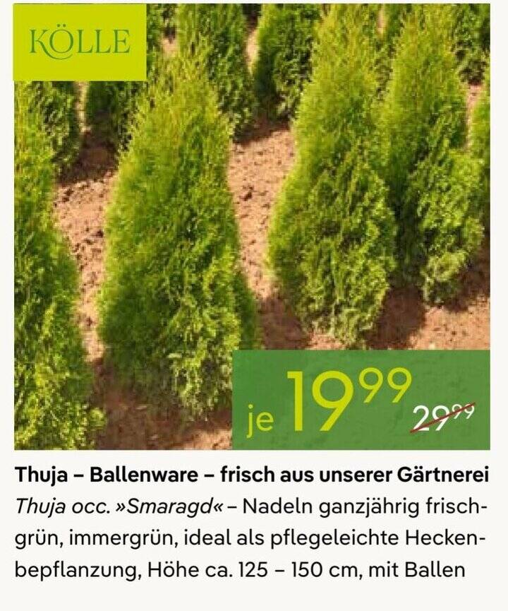 Thuja - Ballenware - frisch aus unserer Grtnerei Angebot bei Pflanzen Klle