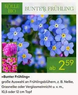 Pflanzen Kölle >>Bunter Frühling<< Angebot