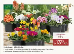 Pflanzen Kölle Beetpflanzen - 6 Stück im Set Angebot