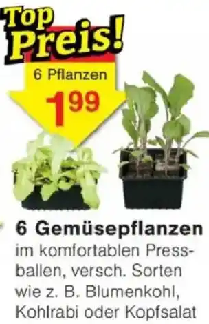 Jawoll 6 Gemüsepflanzen Angebot