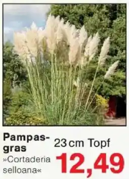 Jawoll Pampasgras Angebot