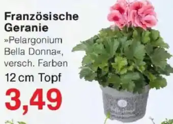 Jawoll Französische Geranie Angebot