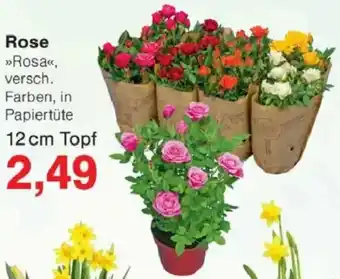 Jawoll Rose Angebot