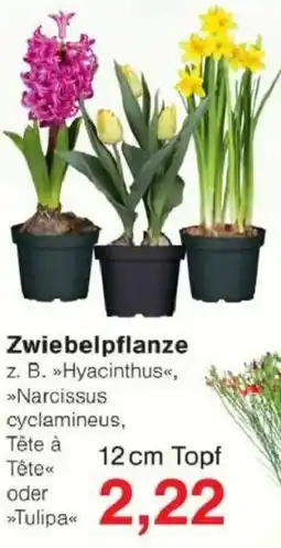 Jawoll Zwiebelpflanze Angebot