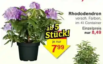 Jawoll Rhododendron Angebot