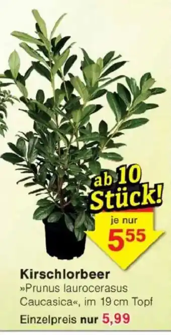 Jawoll Kirschlorbeer Angebot