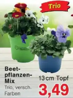 Jawoll Beetpflanzen Mix Angebot