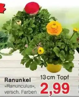 Jawoll Ranunkel >>Ranunculus<<, versch. Farben Angebot