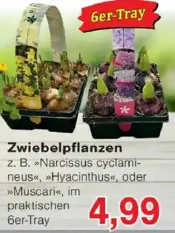 Jawoll Zwiebelpflanzen Angebot