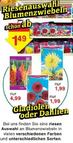 Jawoll Riesenauswahl Blumenzwiebeln Angebot