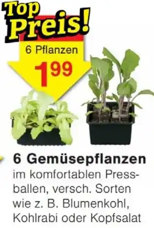 Wiglo Wunderland 6 Gemüsepflanzen Angebot