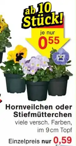 Wiglo Wunderland Hornveilchen oder Stiefmütterchen Angebot