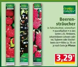Norma Beerensträucher Angebot