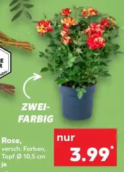 Kaufland Rose Angebot
