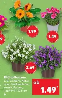 Kaufland Blühpflanzen Angebot