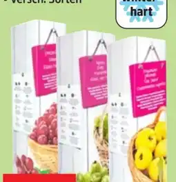 Thomas Philipps Johannisbeeren Pflanzen Angebot