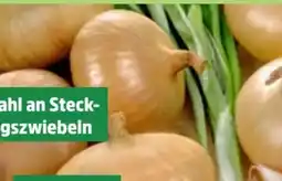 Thomas Philipps Steckzwiebeln Stuttgarter Riesen Angebot