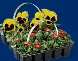 Lidl Frühlingsblüher-Tray Angebot