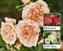 Hagebau Patio-Rosen Angebot