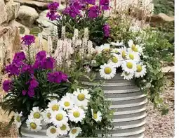 Hagebau Frühlingsblüher Frühlingsflirt Angebot