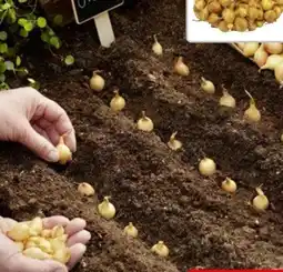 Hagebau Steckzwiebeln Stuttgarter Riesen Angebot