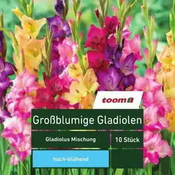 toom Baumarkt Toom Blumenzwiebeln Angebot