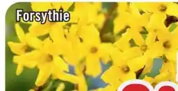 B1 Discount Baumarkt Frühling Blühsträucher Angebot