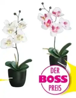 Möbel Boss Kunstpflanze Orchidee Angebot