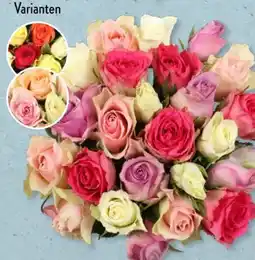 Aldi Süd Rosen Rainbow Angebot
