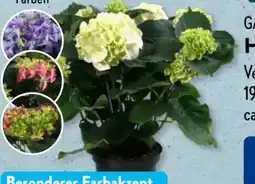 Aldi Süd Gardenline Hortensien-Busch Angebot