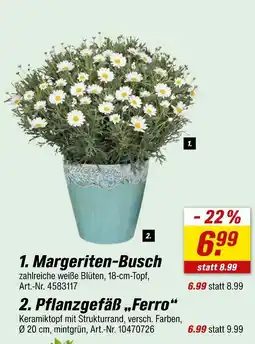 toom Baumarkt Margeriten-busch Angebot