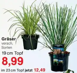 Wiglo Wunderland Gräser Angebot