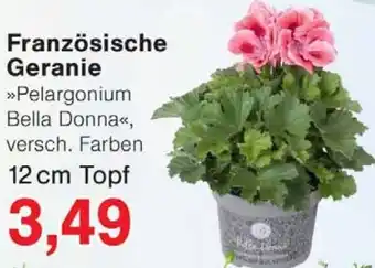 Wiglo Wunderland Französische Geranie Angebot