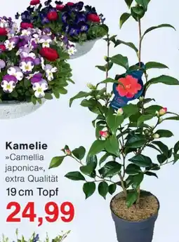 Wiglo Wunderland Kamelie Angebot