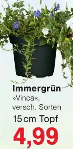 Wiglo Wunderland Immergrün Angebot