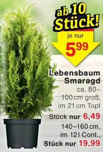 Wiglo Wunderland Lebensbaum Smaragd Angebot