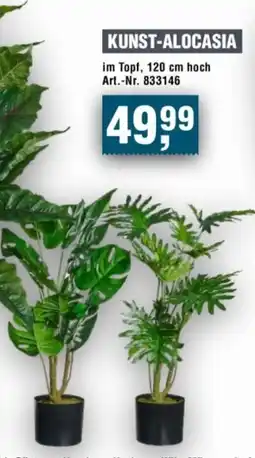Handelshof KUNST-ALOCASIA Angebot
