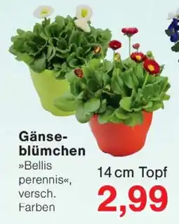 Wiglo Wunderland Gänse blümchen Angebot