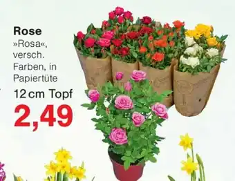 Wiglo Wunderland Rose Angebot
