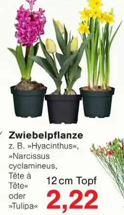 Wiglo Wunderland Zwiebelpflanze Angebot