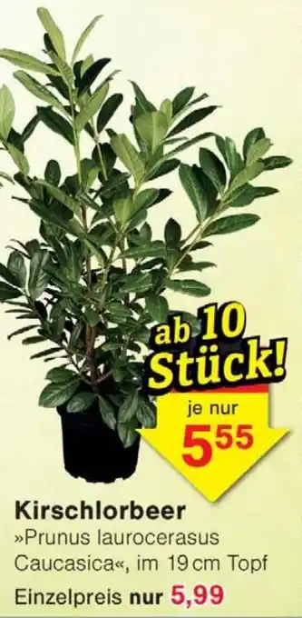 Wiglo Wunderland Kirschlorbeer Angebot