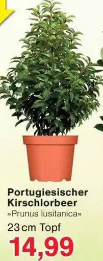 Wiglo Wunderland Portugiesischer Kirschlorbeer Angebot