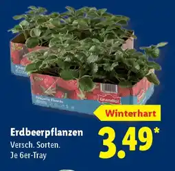 Lidl Erdbeerpflanzen Angebot